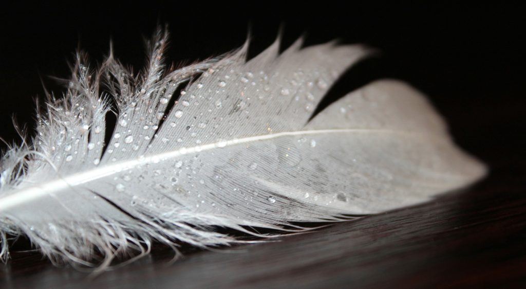 Z archiwum Pixabay https://pixabay.com/en/spring-feather-fluff-white-fluffy-1228961/