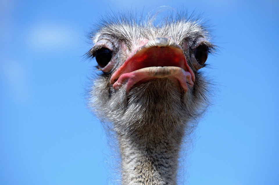 the-ostrich-1652485_960_720